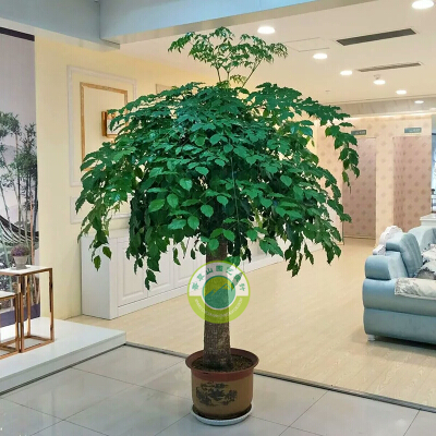 幸福樹(shù)